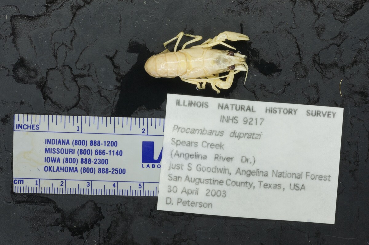 Procambarus dupratzi image